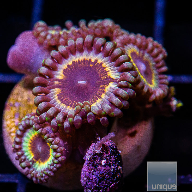 UC Sonic Flare Zoa-WYSIWYG