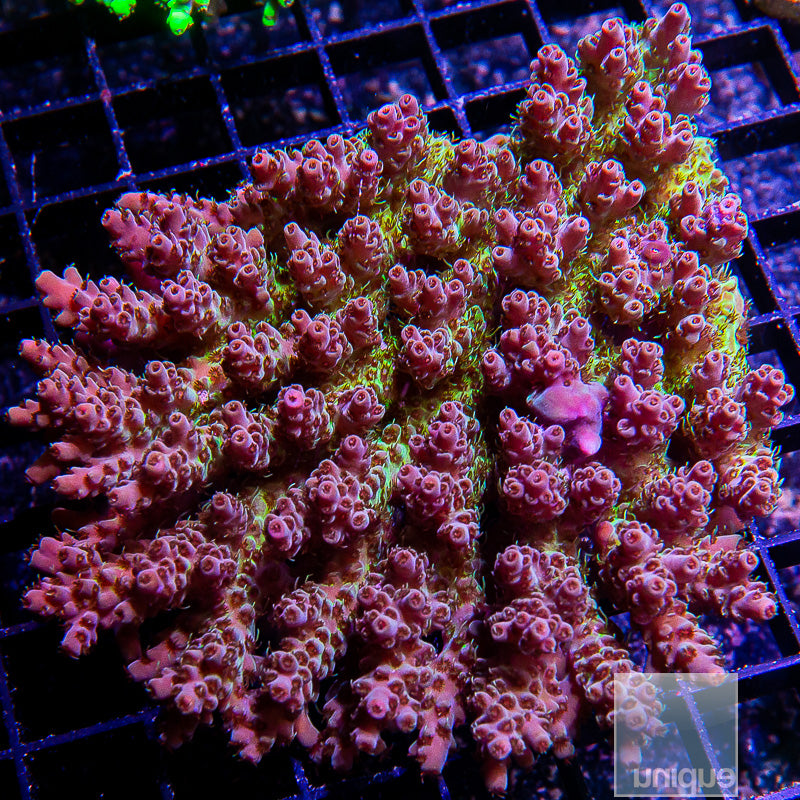 Aussie Wild Colony-WYSIWYG