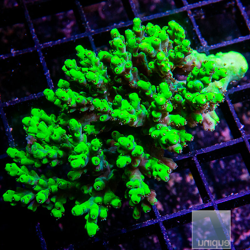 Aussie Aculeus Colony-WYSIWYG