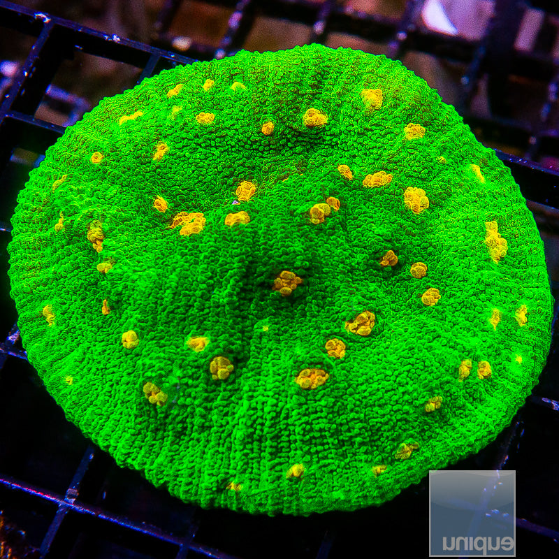 Space Invader Mycedium Large Frag-WYSIWYG