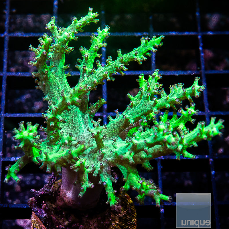 Neon Green Sinularia-WYSIWYG