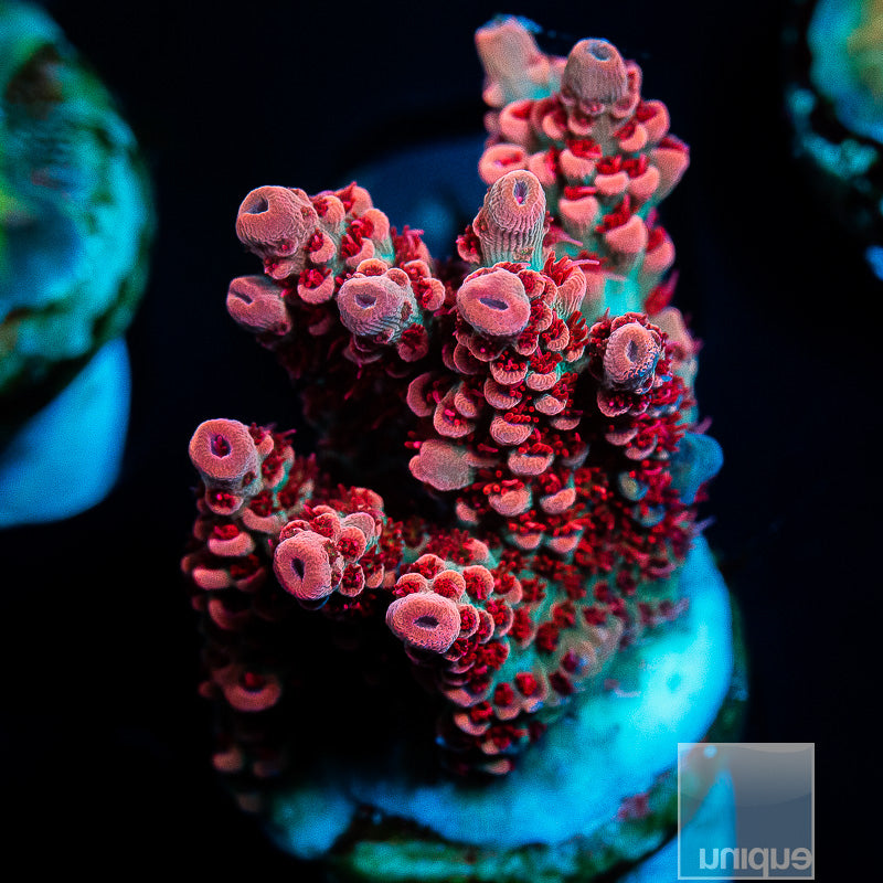 ATL Joleen Chunky frag-WYSIWYG