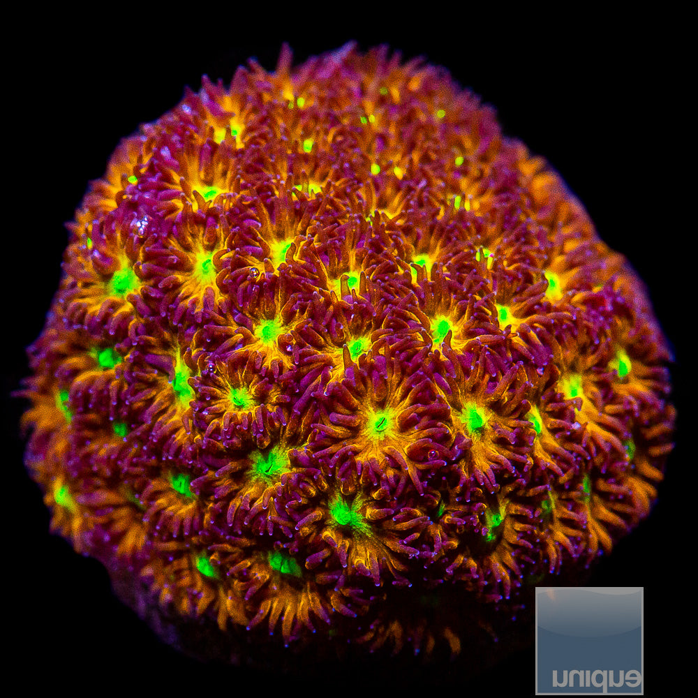 Orange and Yellow Leptastrea -Stock Frag 1"