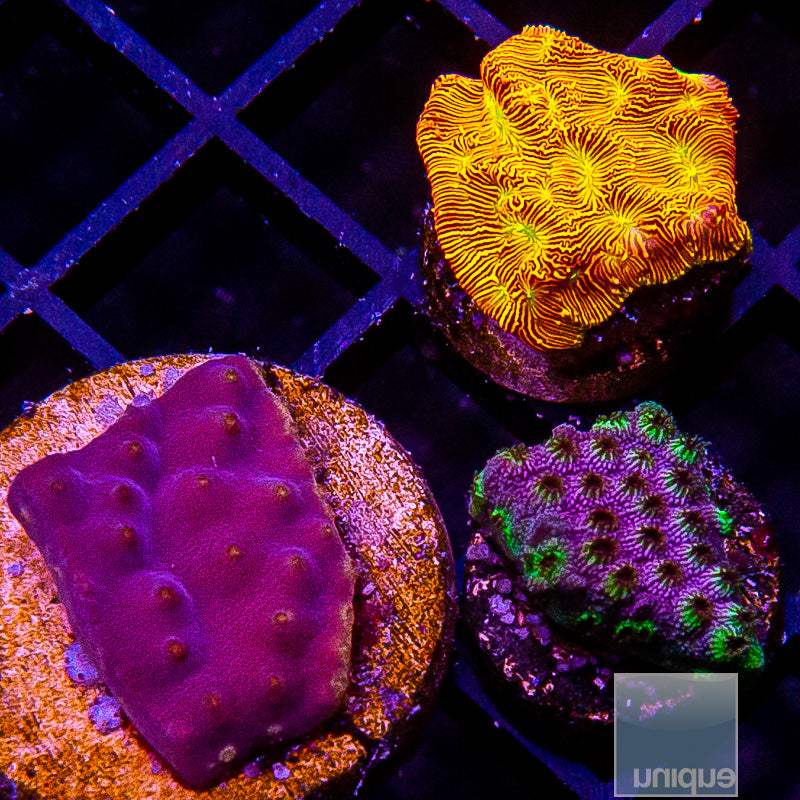 LPS Frag Pack-WYSIWYG