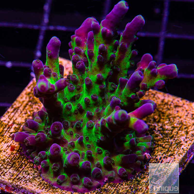 UC Miyagi Tort Mini Colony-WYSIWYG