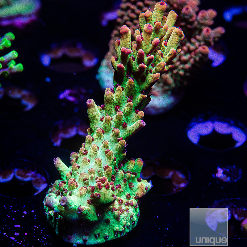 XL UC Strawberry Shortcake frag-WYSIWYG