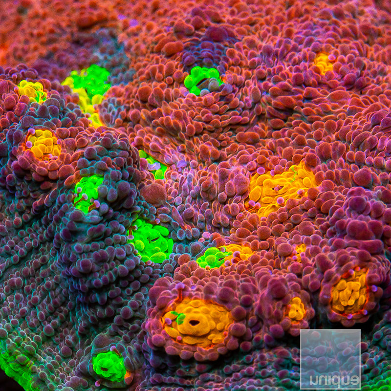 JF Crazy Fox Chalice Coral