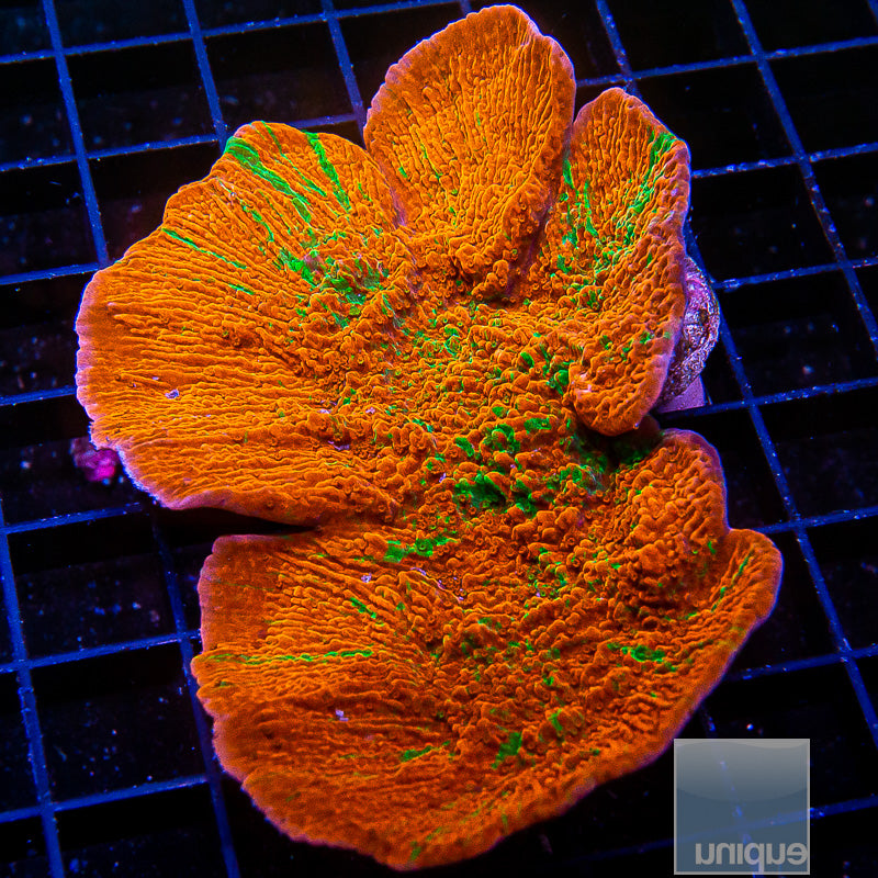 UC Reverse Grafted Monticap