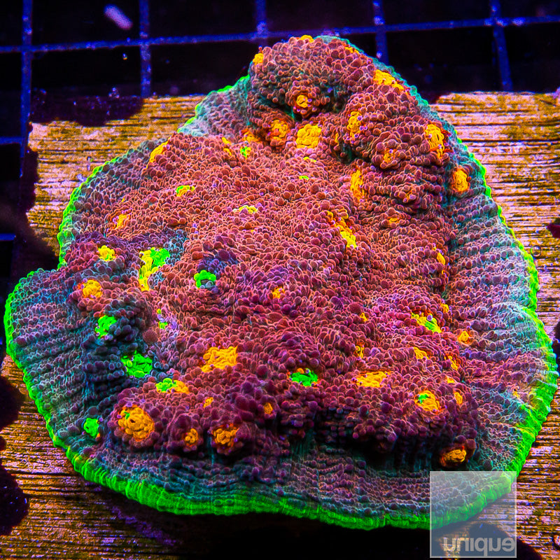 JF Crazy Fox Chalice Coral