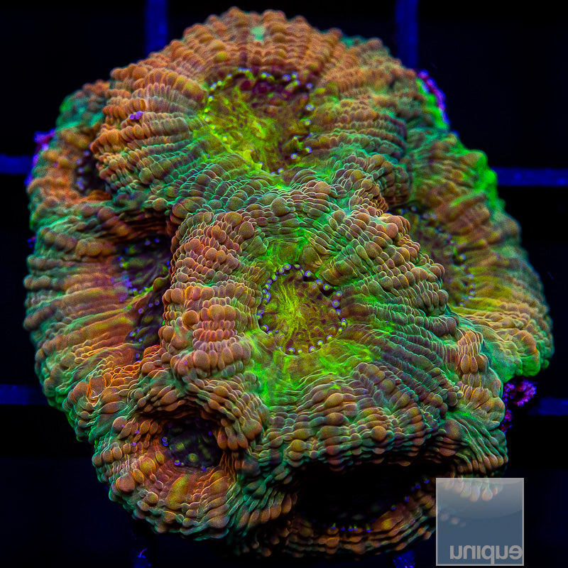 UC Groovy Echinata-WYSIWYG