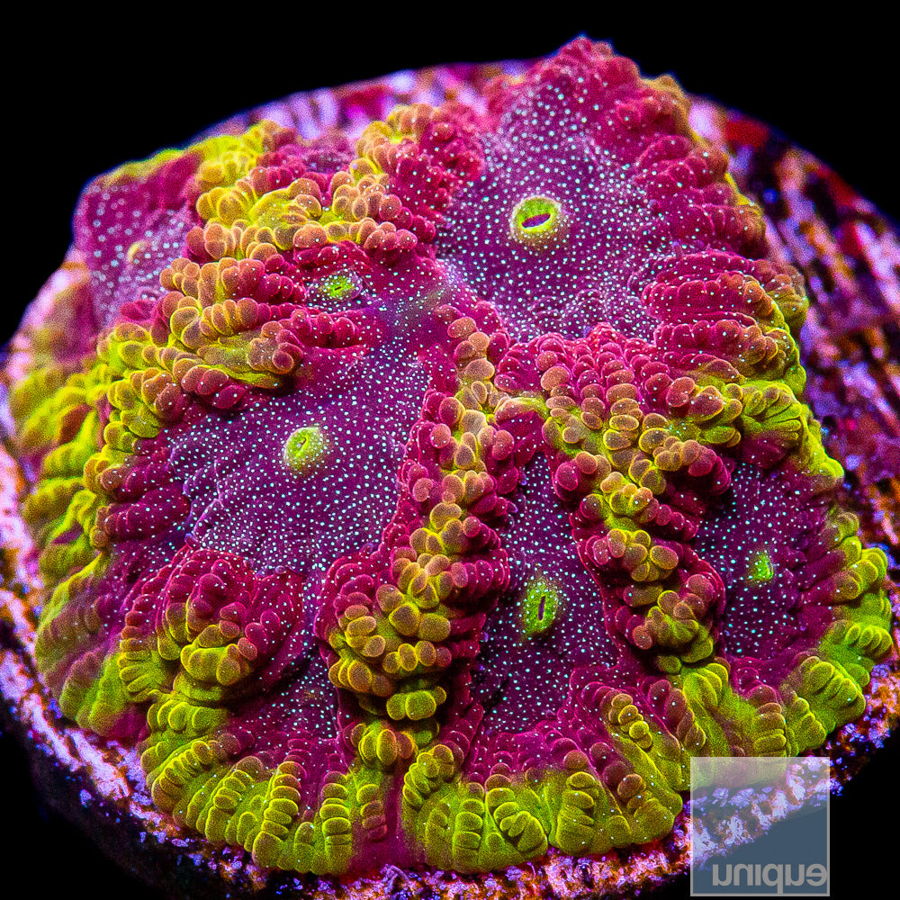 Unique Corals Iron Man Favites- Stock Frag