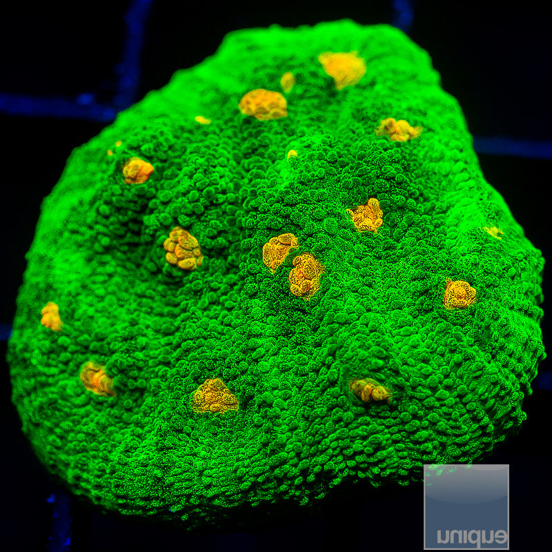 Space Invader Mycedium-WYSIWYG