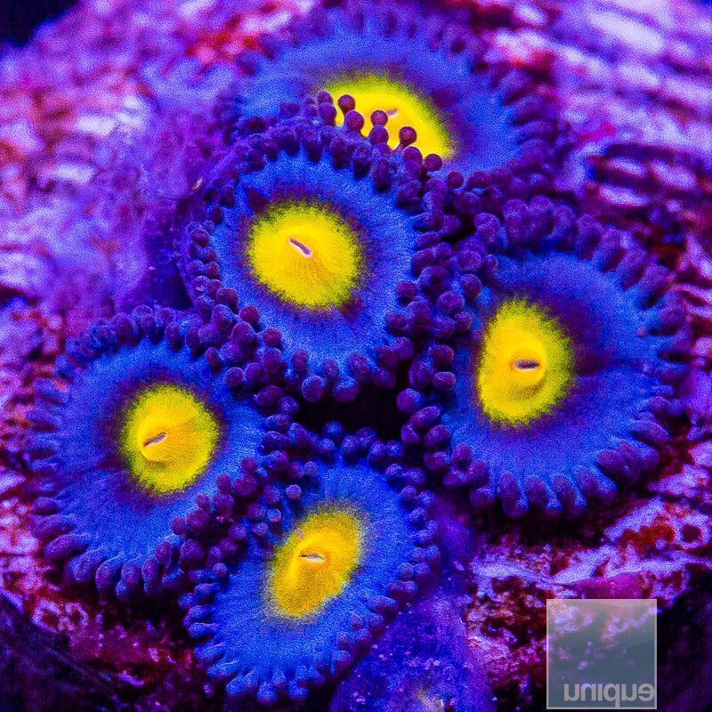 WWC AOI Zoanthid-WYSIWYG