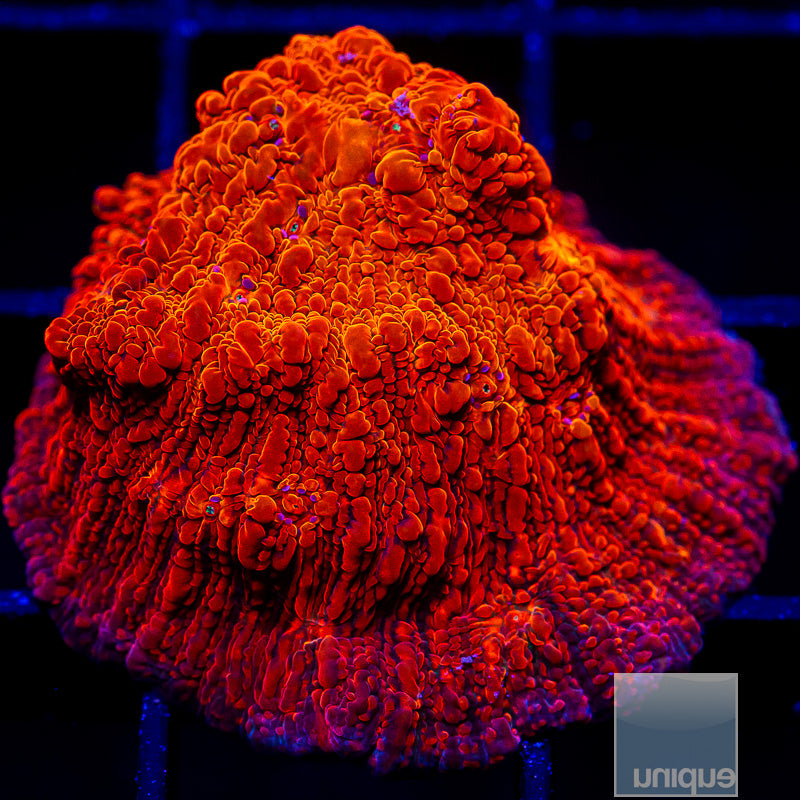 Red Ultra Chalice-WYSIWYG