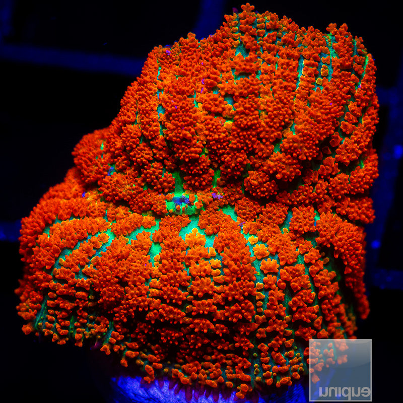 UC Forest Fire Rhodactis-WYSIWYG