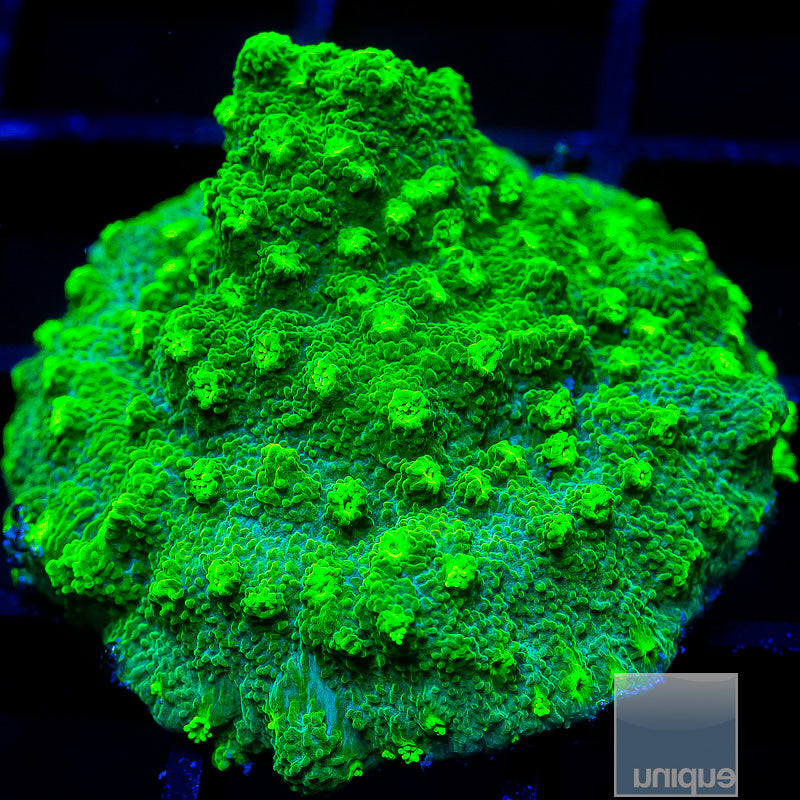 Green Astreopora-WYSIWYG