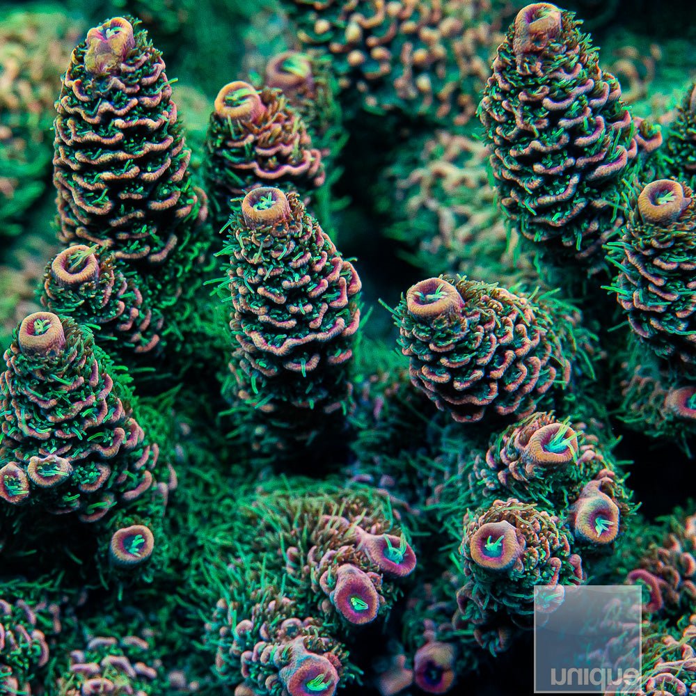 UC Golden Hour Spathulata