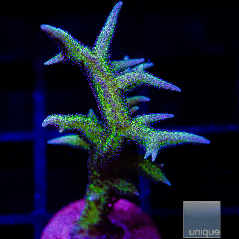 UC Screaming Birdsnest-WYSIWYG