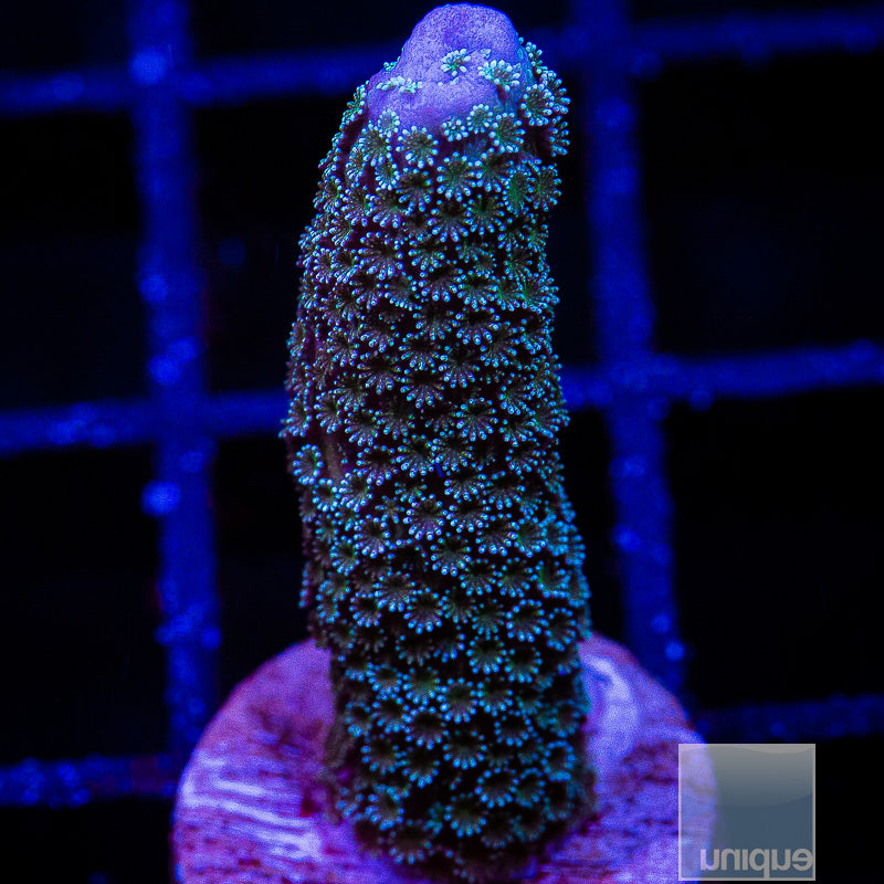 UC Metallic Blue Digitata-WYSIWYG