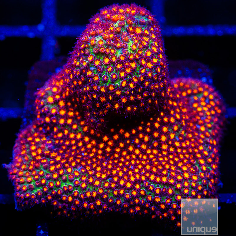 Orange Stylo-WYSIWYG