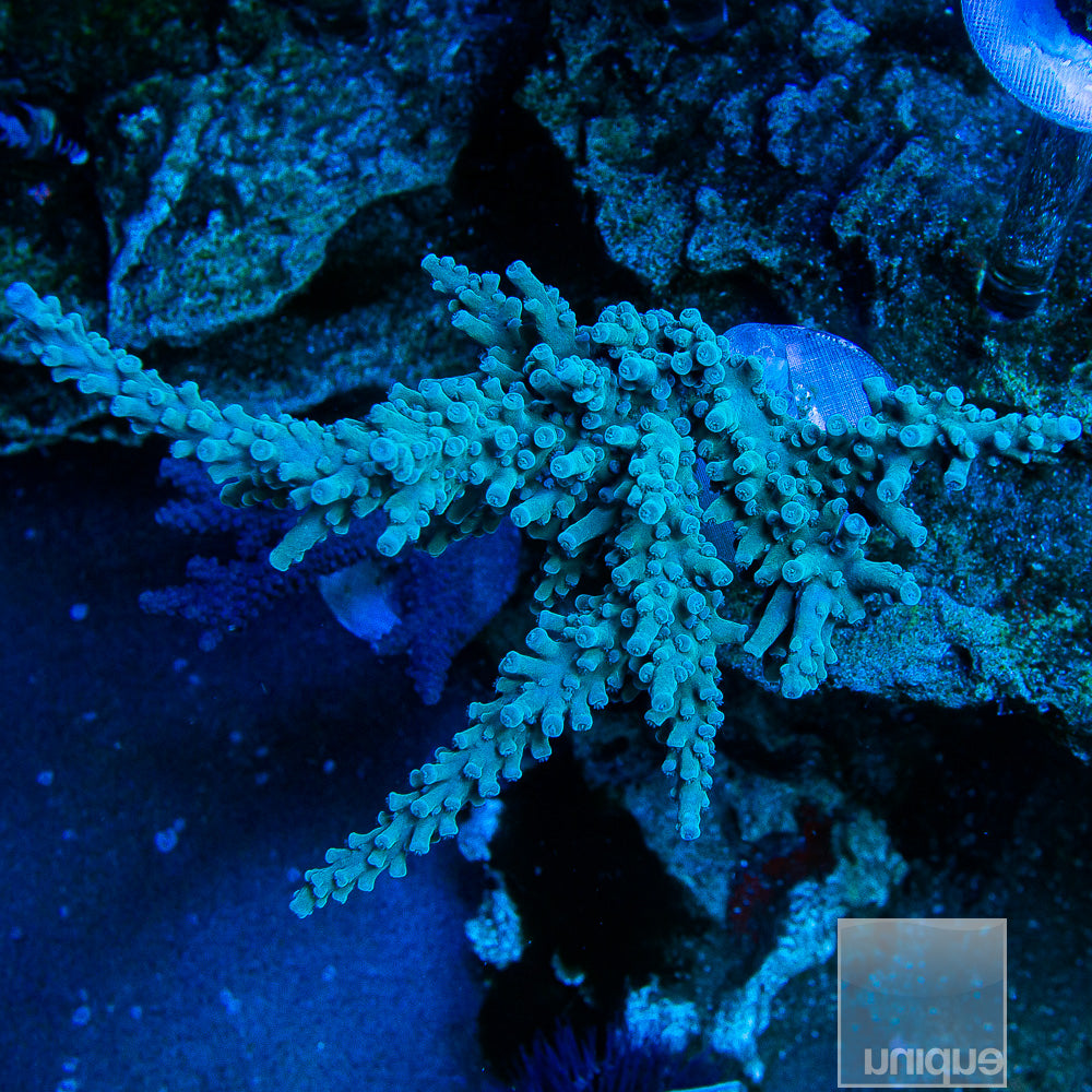 Oregon Tort- Stock Frag