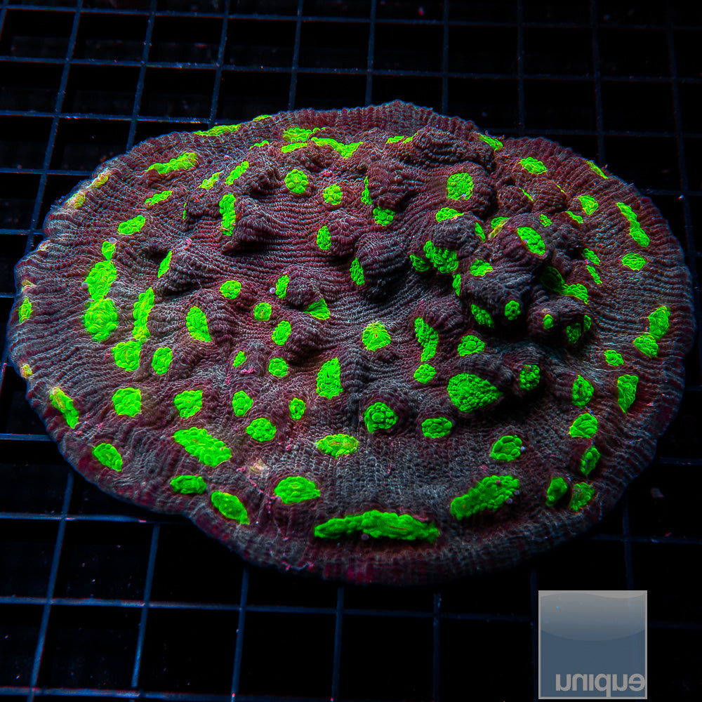 Neon Eye Chalice-Stock Frag