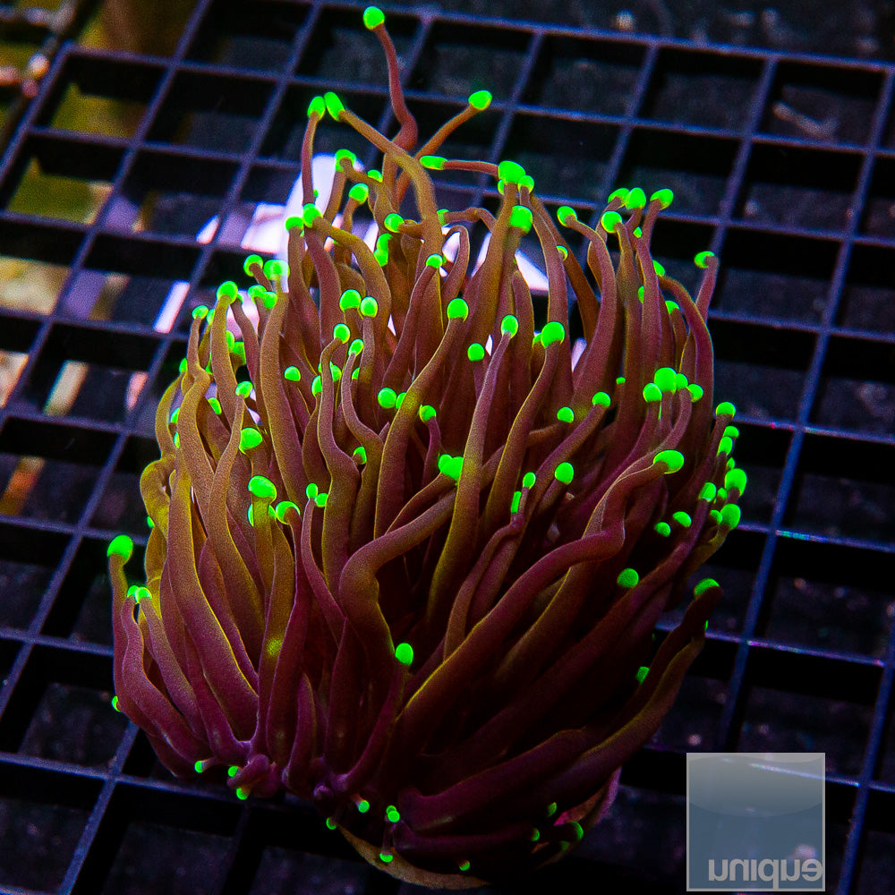 Tiffany Gold Torch Coral- Single head Stock Frag