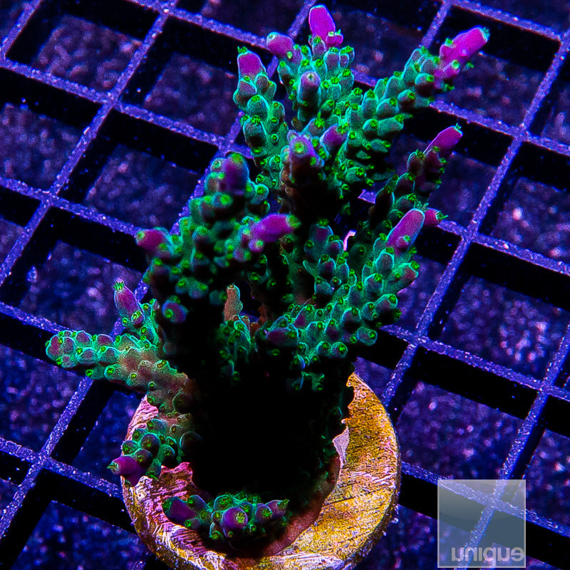Purple Tip Acropora-WYSIWYG