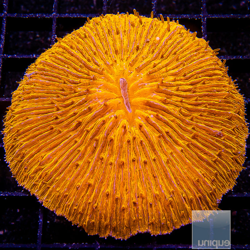 Orange Fungia Plate 3.5"-WYSIWYG