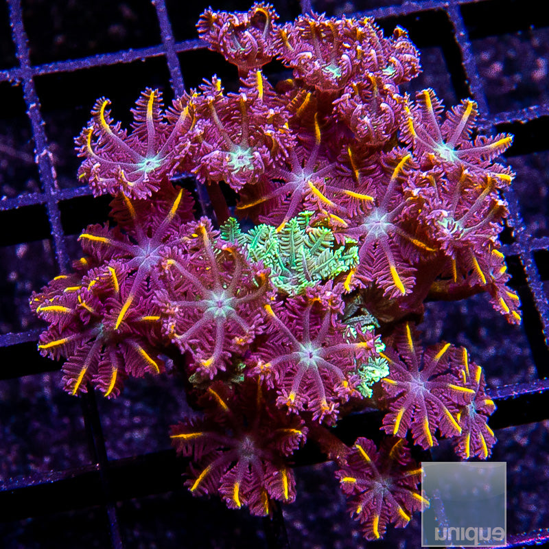 Papaya Clove Polyp-WYSIWYG