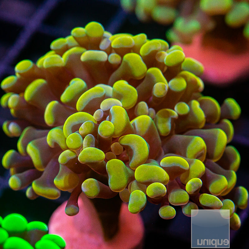 Gold Branching Hammer-WYSIWYG