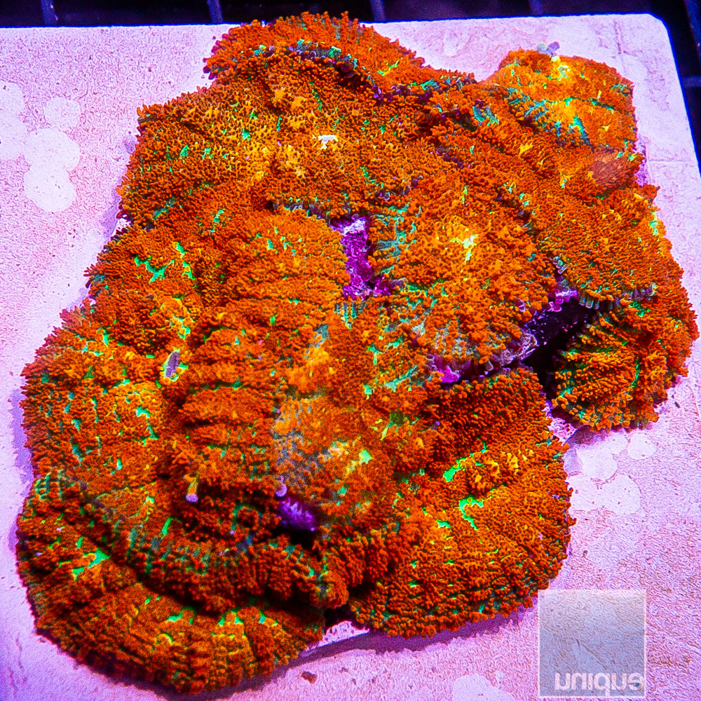 UC Forest Fire Rhodactis Mushroom- Stock Frag