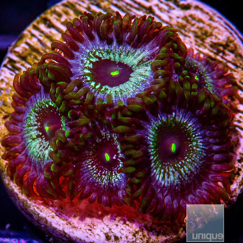Unique Corals Blue Ghost-Stock Frag 3 Polyp