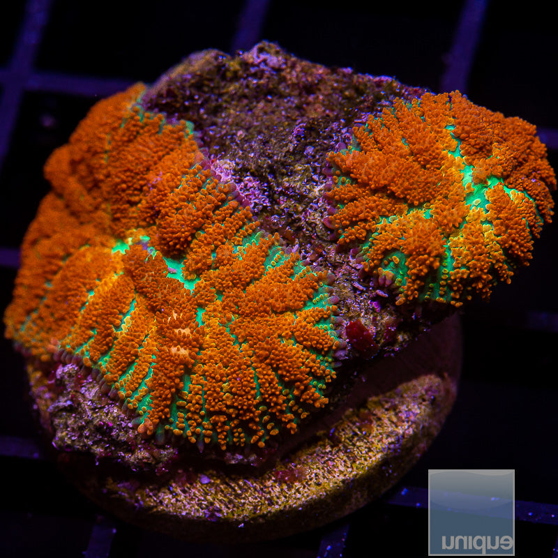 UC Forest Fire Rhodactic Mushroom-WYSIWYG