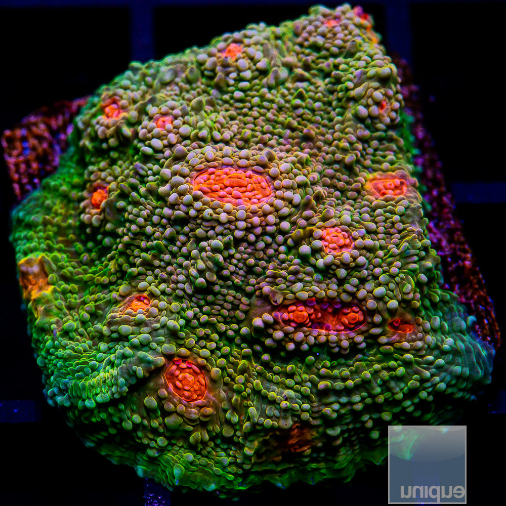 Mummy Eye Variant Chalice-WYSIWYG