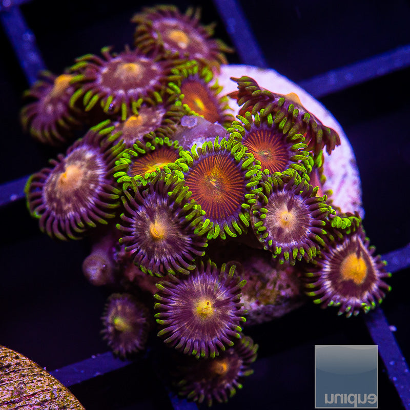 Mixed Zoanthid Colony-WYSIWYG