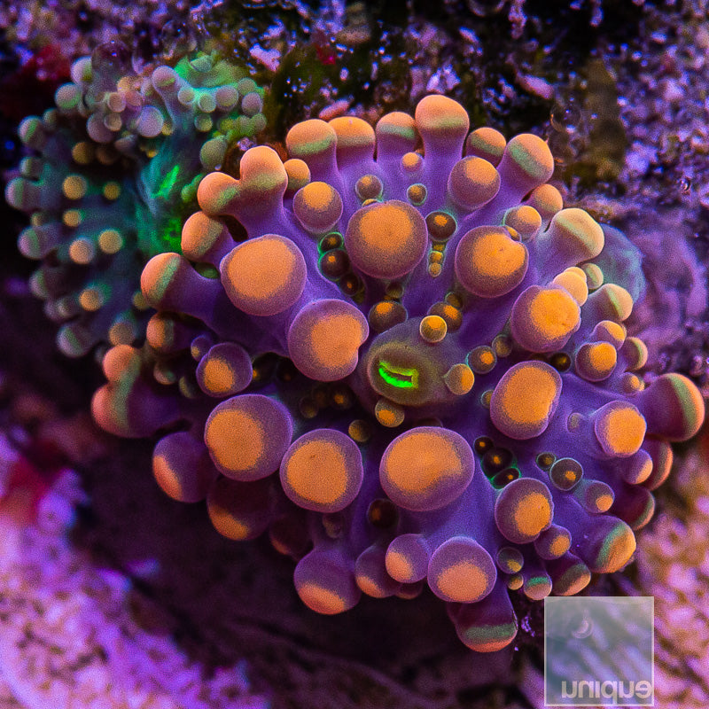 UC Super Orange Ricordea Double Mini Polyp-WYSIWYG