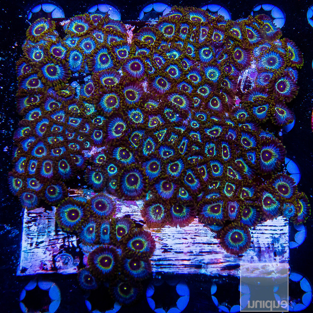 Unique Corals Blue Ghost-Stock Frag 3 Polyp
