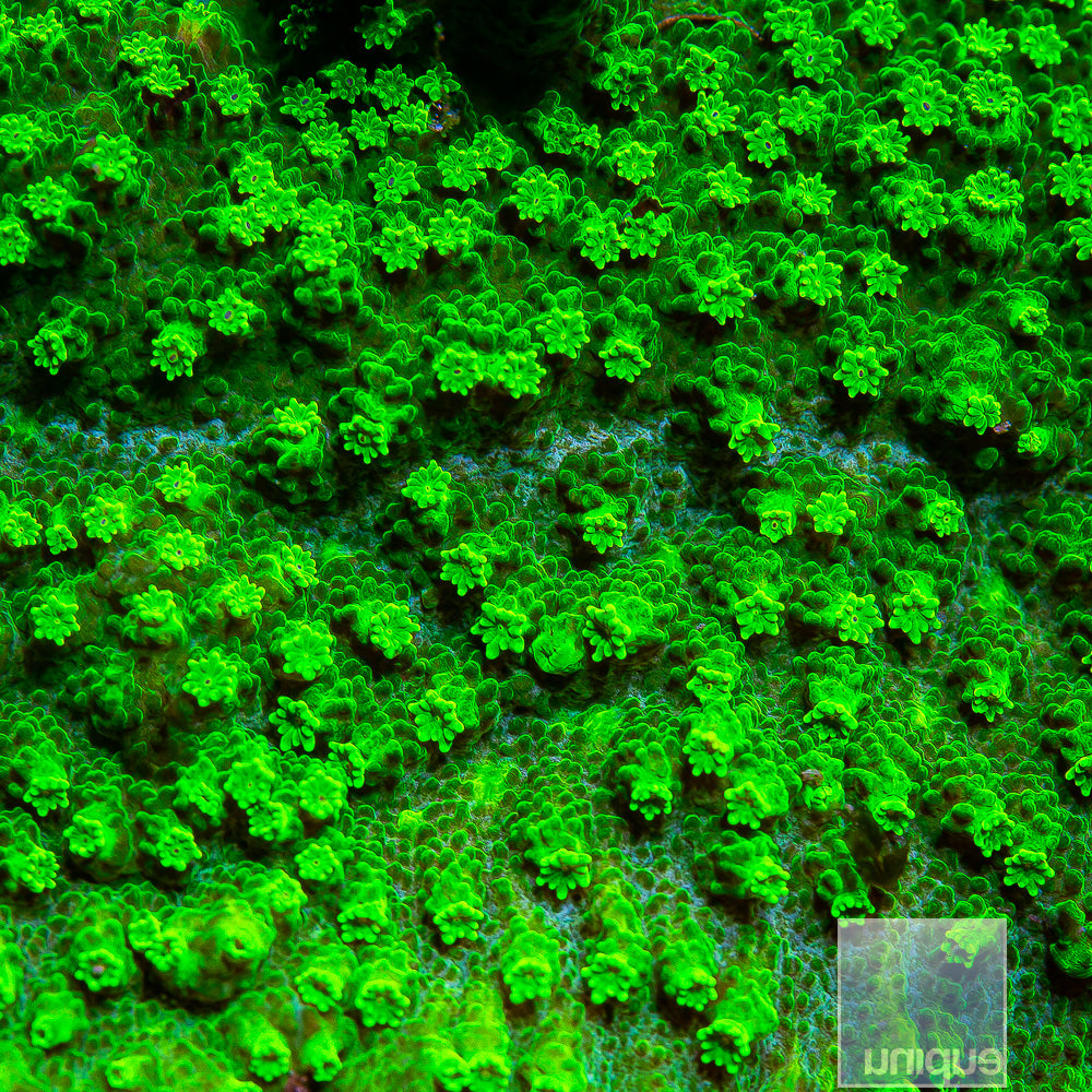 Astreopora- Stock Frag