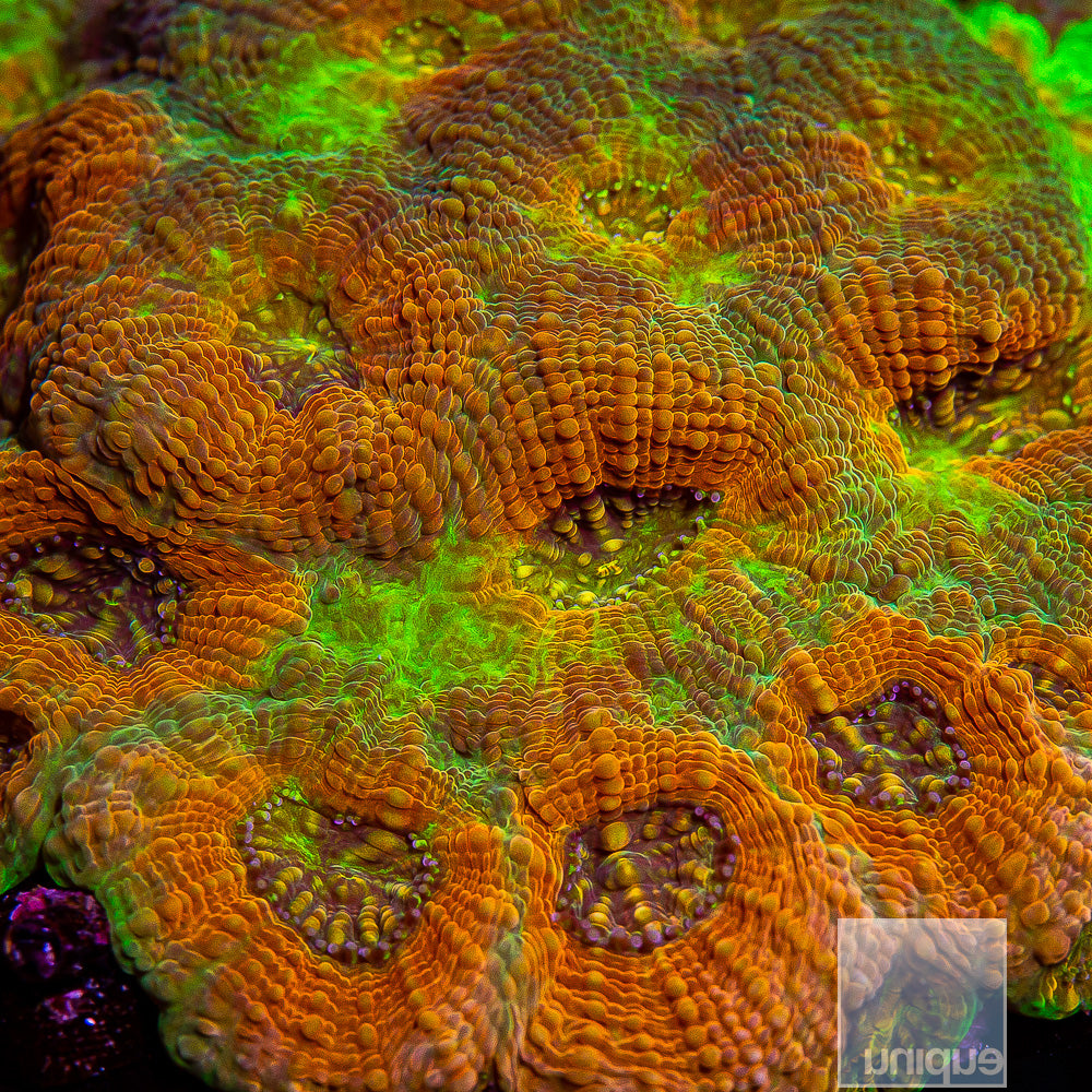 Unique Corals Groovy Echinata- Stock Frag