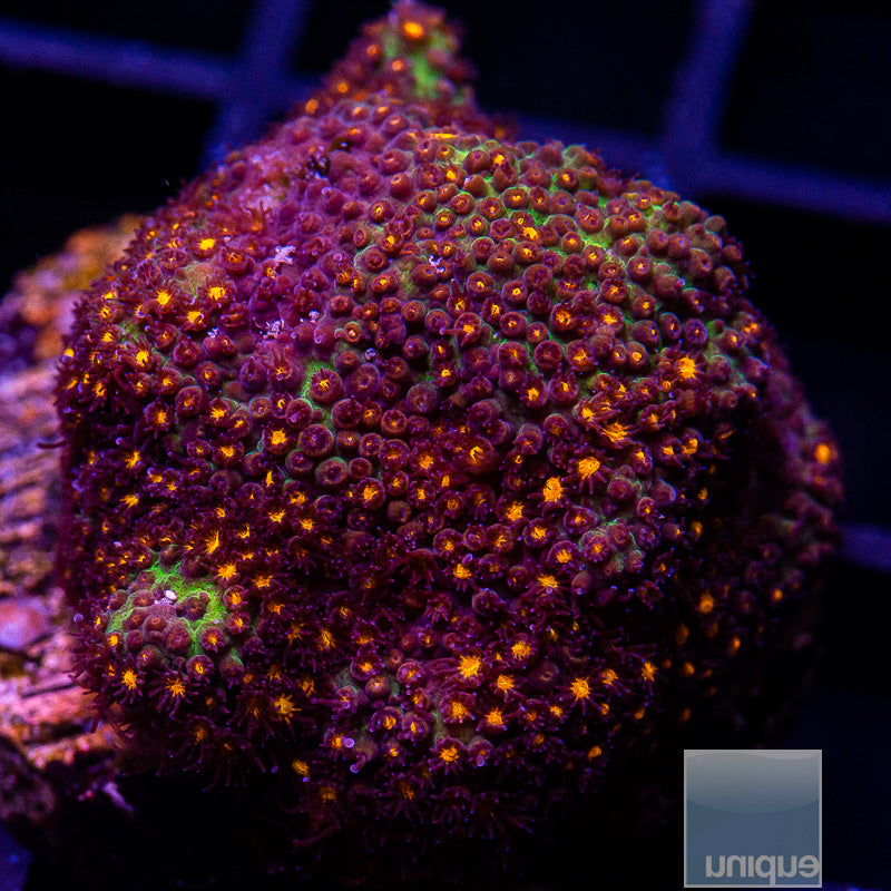 Orange Stylo-WYSIWYG