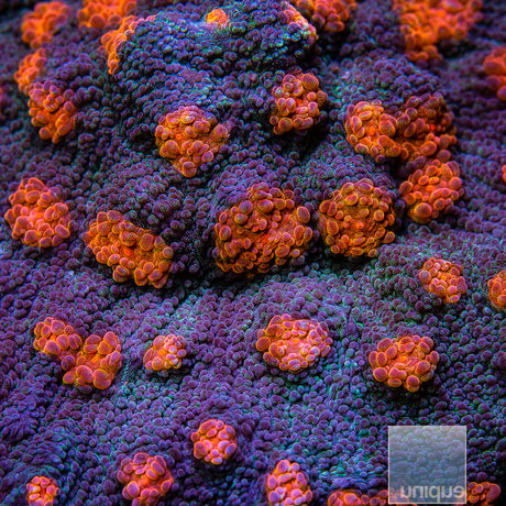 Unique Corals Pumpkin Patch Chalice- Stock Frag