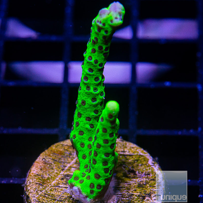 Green Spongodes-WYSIWYG