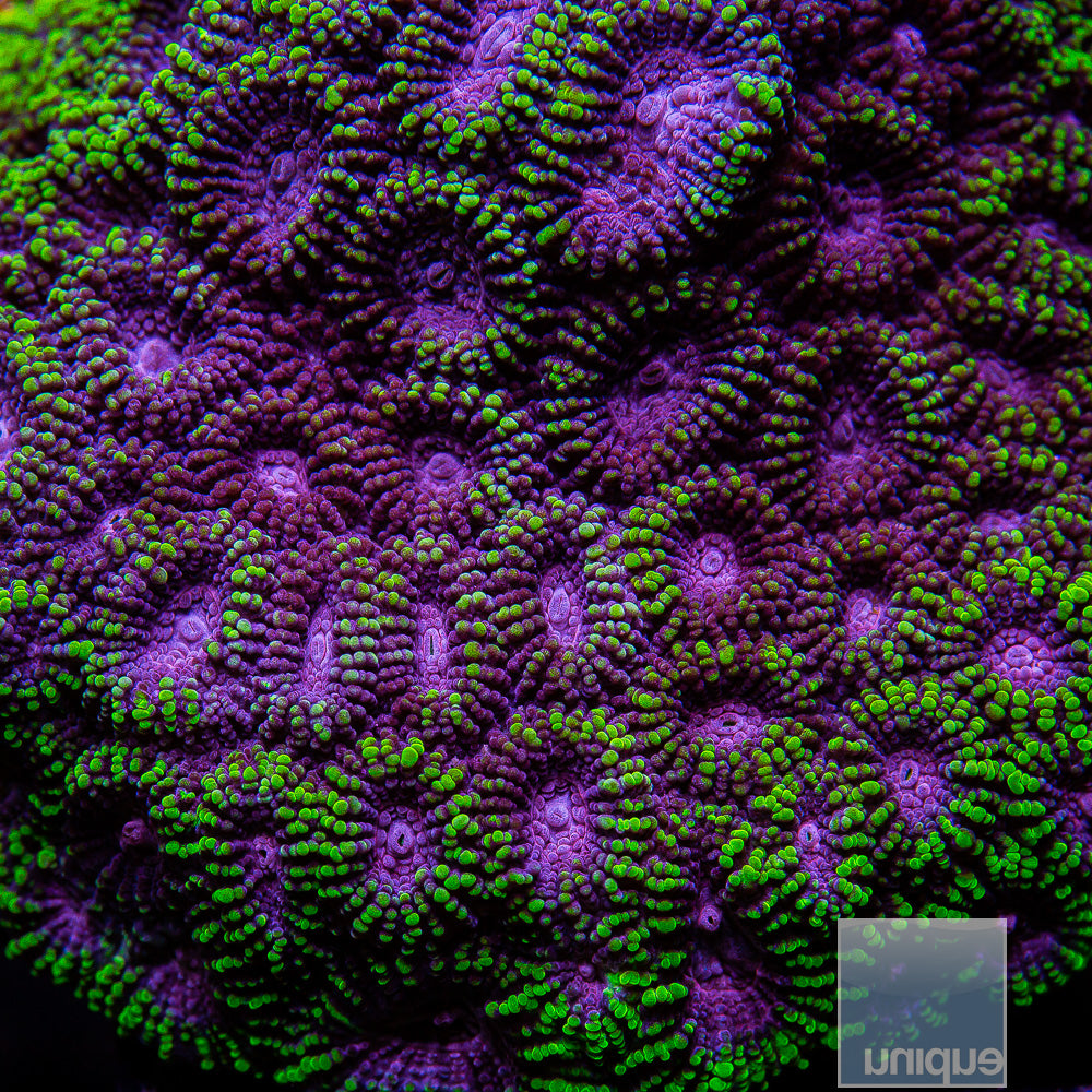Unique Corals Raptor Favia- Stock Frag