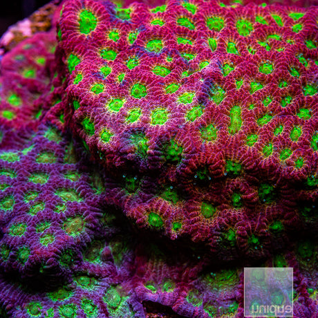 JF Dayglo Grafted Favia- Stock Frag