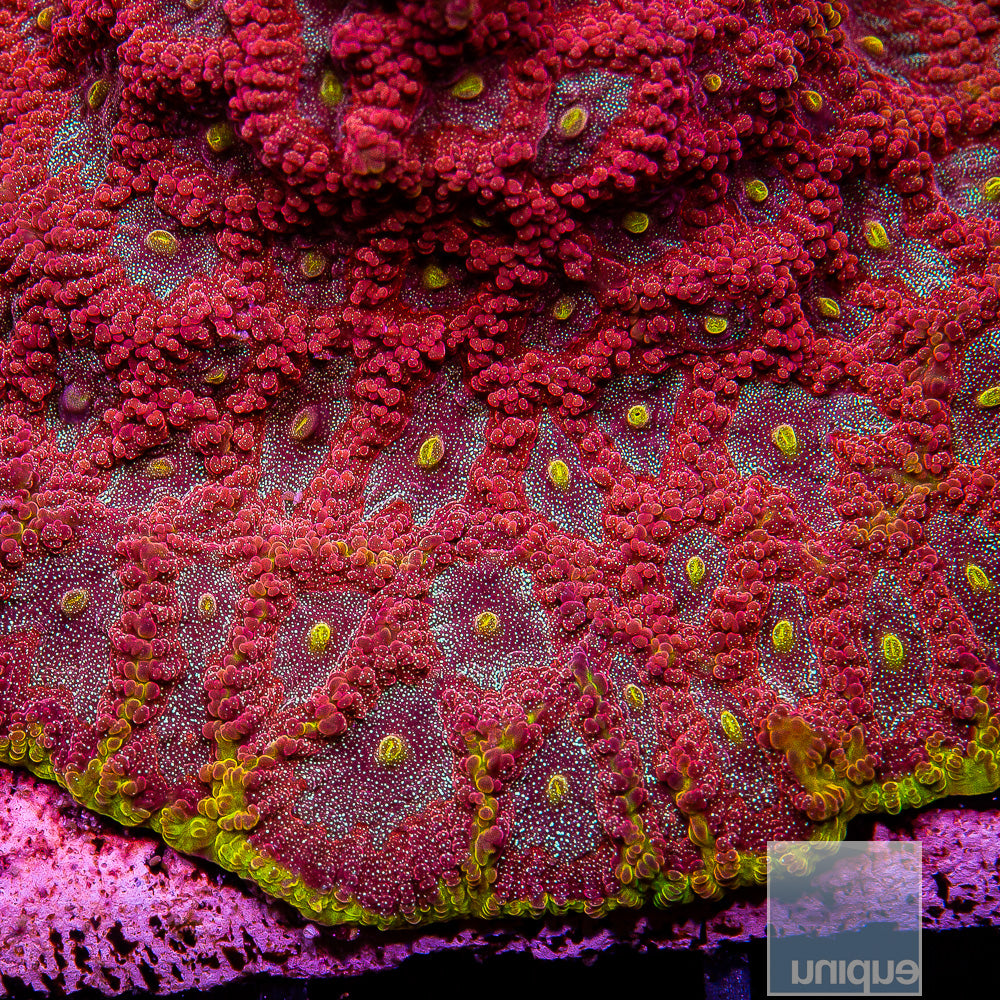 Unique Corals Iron Man Favites- Stock Frag