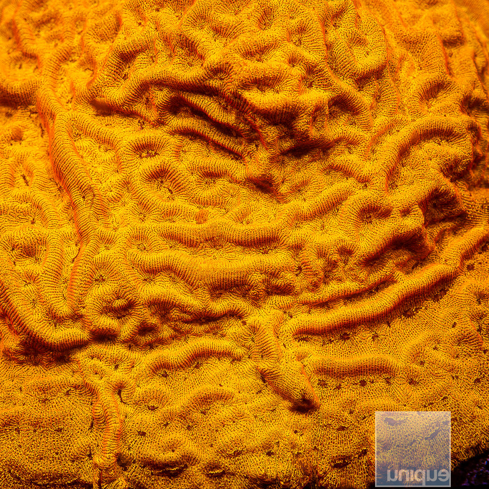 Unique Corals Bright Orange Leptoseris-Stock