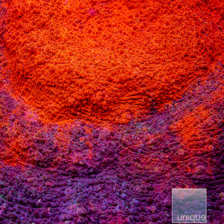 Unique Corals Galaxy Chalice- Stock Frag