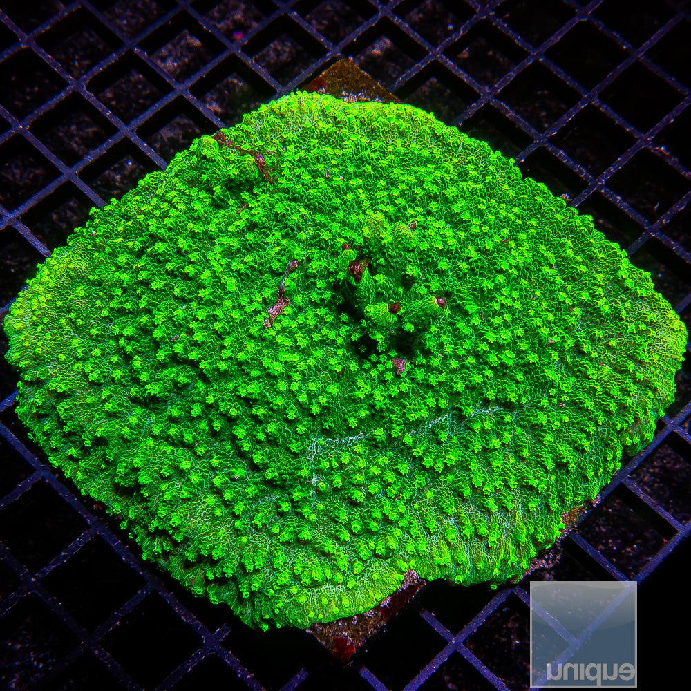 Astreopora- Stock Frag