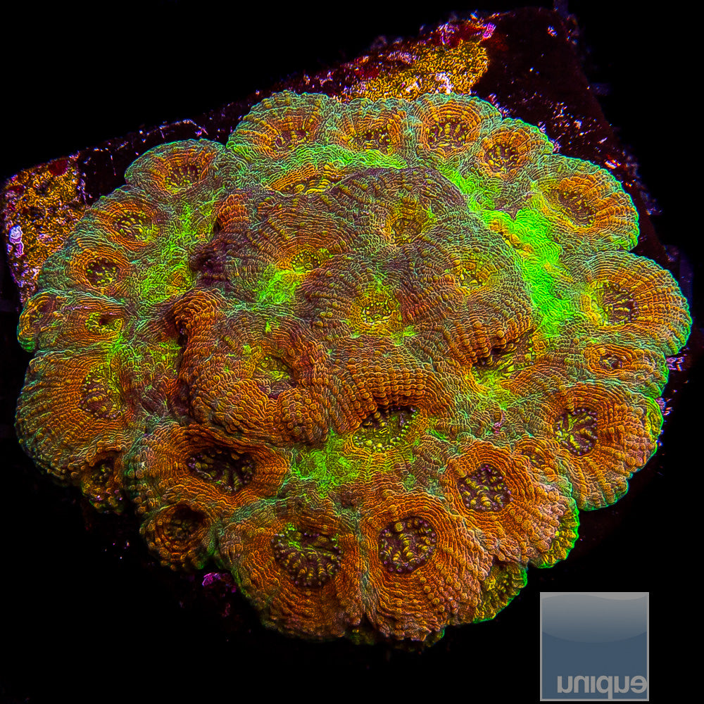 Unique Corals Groovy Echinata- Stock Frag